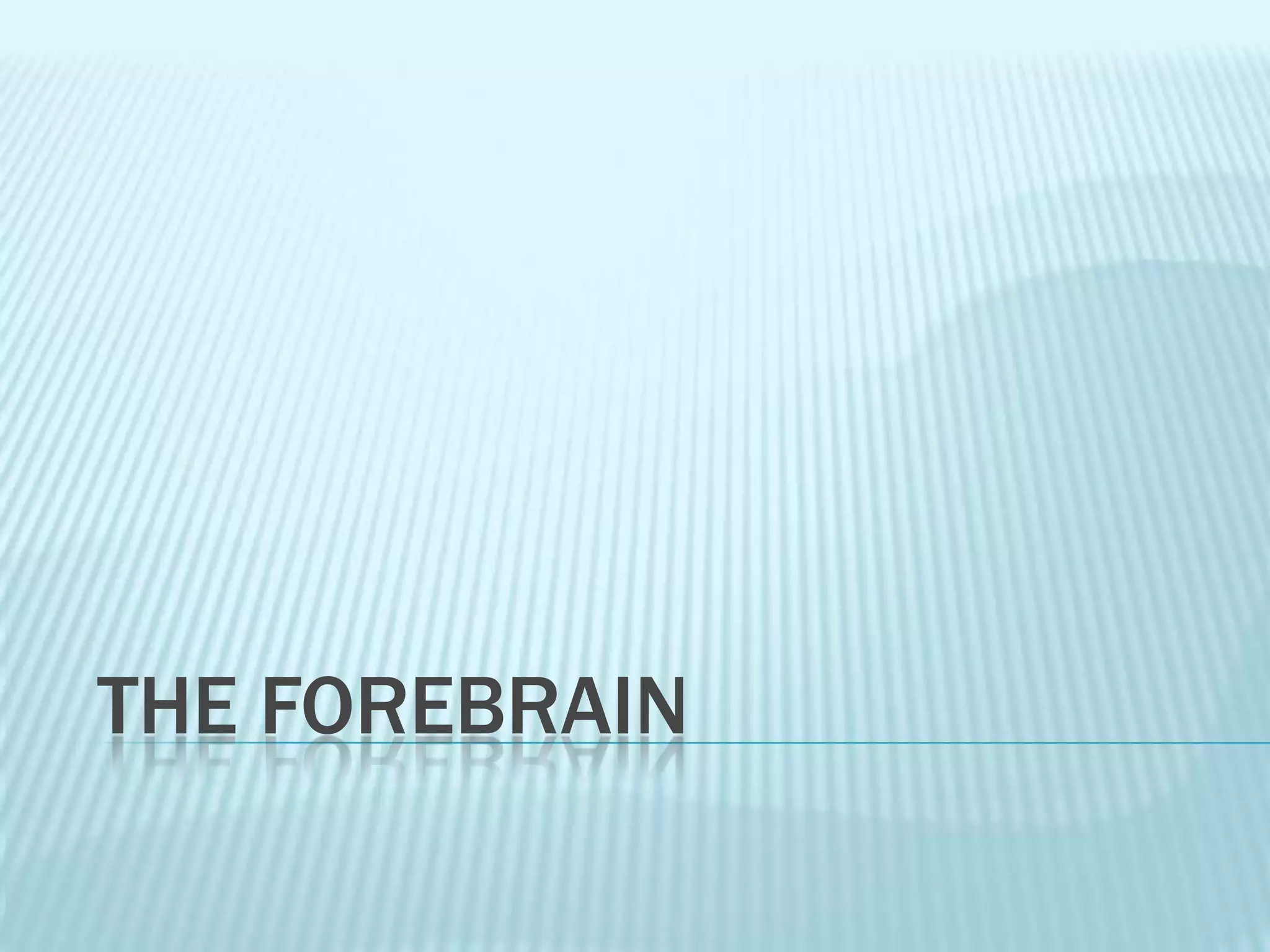 The Forebrain