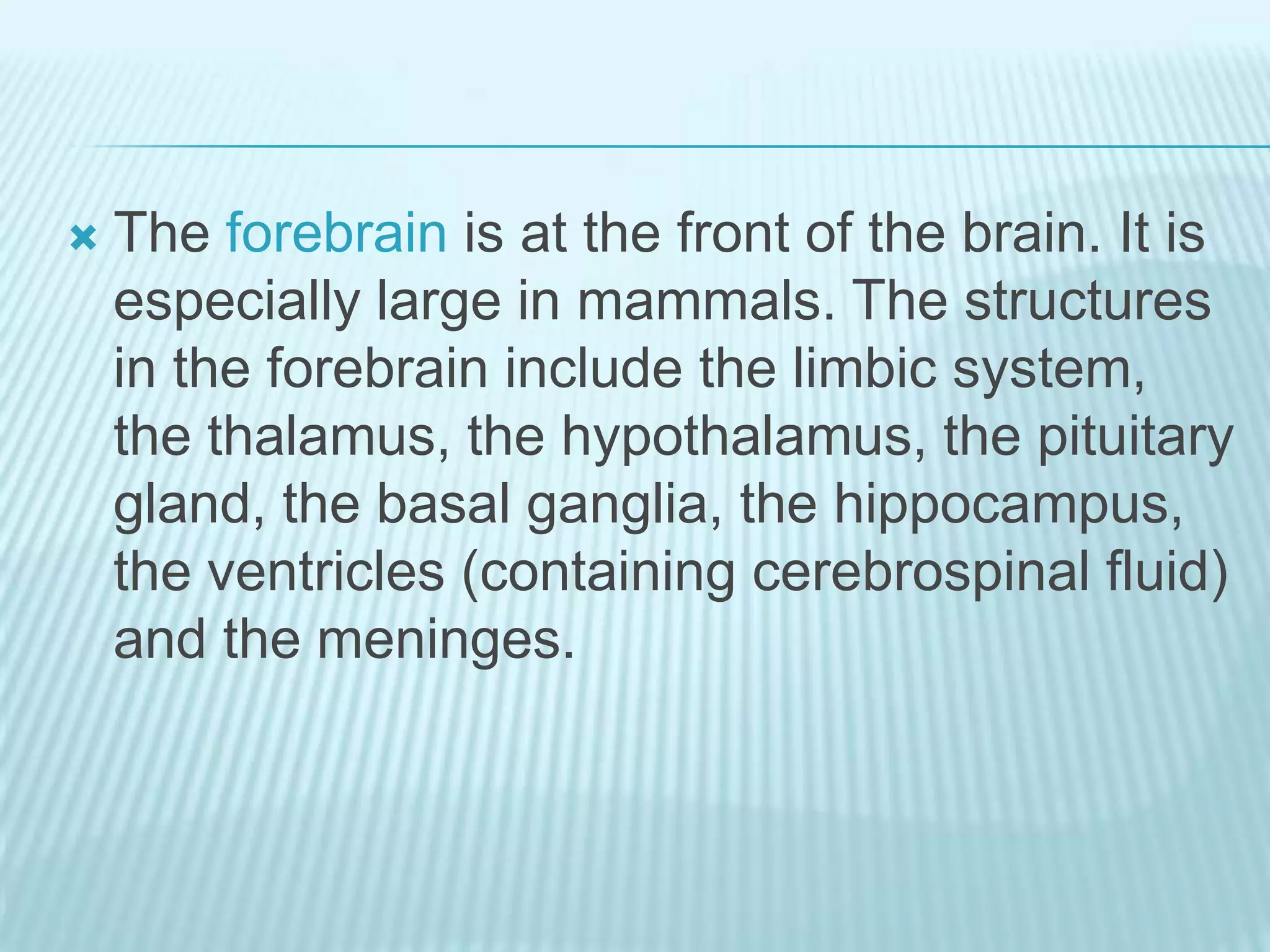 The Forebrain
