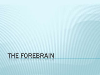 THE FOREBRAIN
 