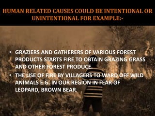 HUMAN RELATED CAUSES COULD BE INTENTIONAL OR
UNINTENTIONAL FOR EXAMPLE:-
• GRAZIERS AND GATHERERS OF VARIOUS FOREST
PRODUCTS STARTS FIRE TO OBTAIN GRAZING GRASS
AND OTHER FOREST PRODUCE.
• THE USE OF FIRE BY VILLAGERS TO WARD OFF WILD
ANIMALS E.G. IN OUR REGION IN FEAR OF
LEOPARD, BROWN BEAR.
 