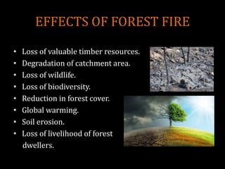EFFECTS OF FOREST FIRE
• Loss of valuable timber resources.
• Degradation of catchment area.
• Loss of wildlife.
• Loss of biodiversity.
• Reduction in forest cover.
• Global warming.
• Soil erosion.
• Loss of livelihood of forest
dwellers.
 