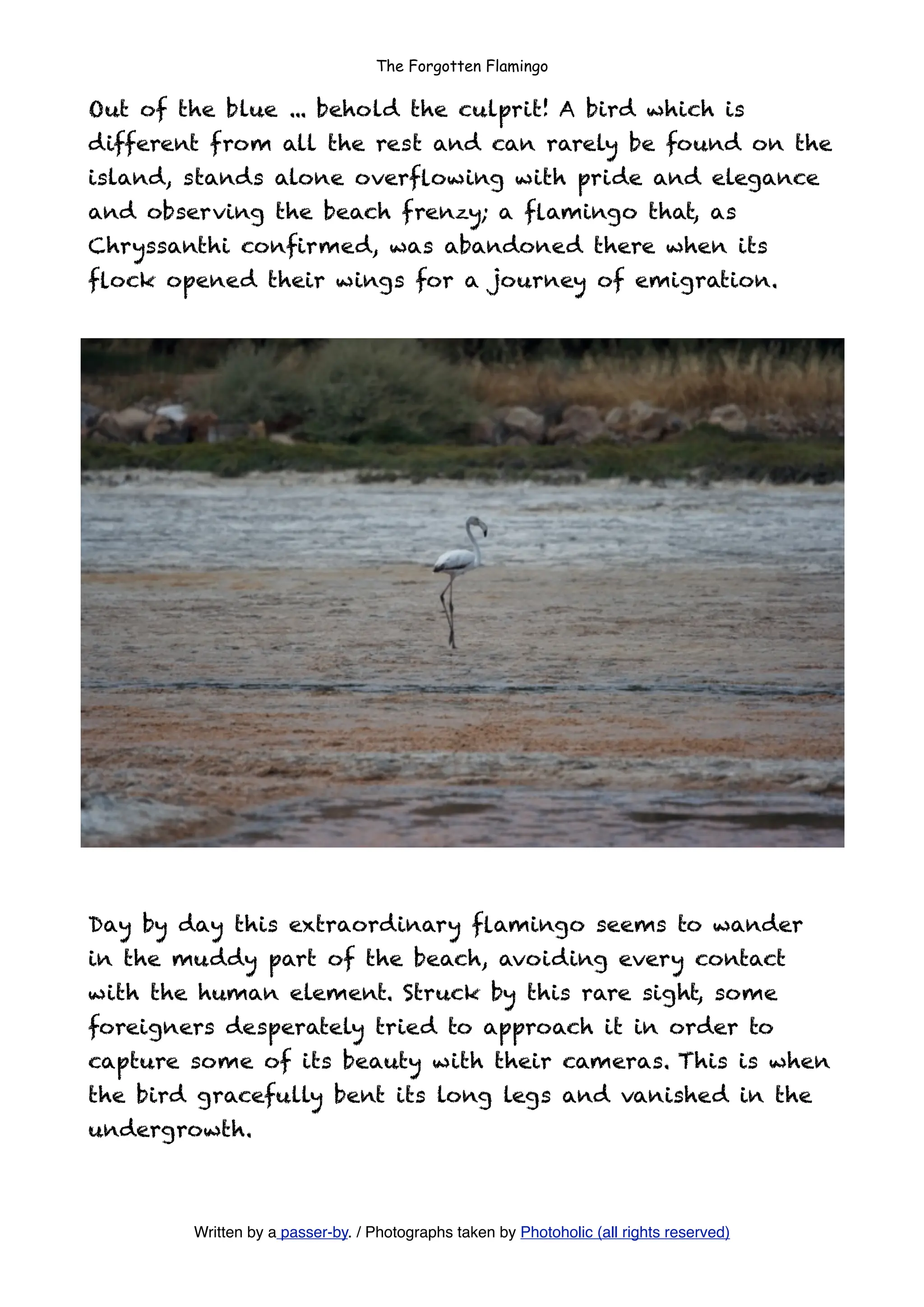The Forgotten Flamingo

Out of the blue ... behold the culprit! A bird which is
different from all the rest and can rarely be found on the
island, stands alone overﬂowing with pride and elegance
and observing the beach frenzy; a ﬂamingo that, as
Chryssanthi conﬁrmed, was abandoned there when its
ﬂock opened their wings for a journey of emigration.




Day by day this extraordinary ﬂamingo seems to wander
in the muddy part of the beach, avoiding every contact
with the human element. Struck by this rare sight, some
foreigners desperately tried to approach it in order to
capture some of its beauty with their cameras. This is when
the bird gracefully bent its long legs and vanished in the
undergrowth.



        Written by a passer-by. / Photographs taken by Photoholic (all rights reserved)
 