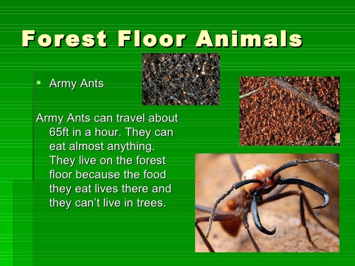 The Four Layers Of The Amazon Rainforest Emmas Project2