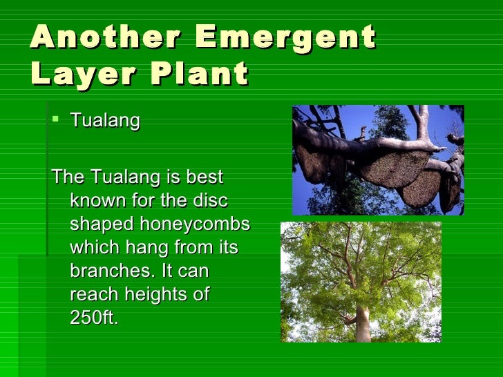 Download Made by Teachers: Animals That Live In The Emergent Layer