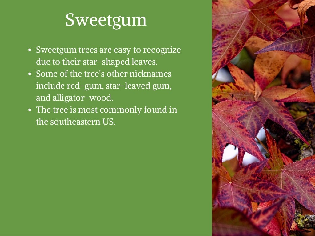 Southeastern Growers The 4 Most Common Trees in the U.S.