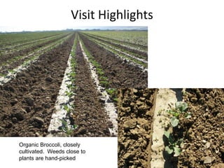 Visit Highlights




Organic Broccoli, closely
cultivated. Weeds close to
plants are hand-picked
 