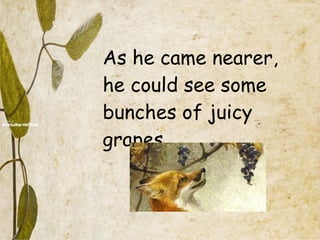 As he came nearer, he could see some bunches of juicy grapes. 