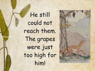 He still could not reach them. The grapes were just too high for him! 