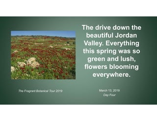 March 13, 2019
Day Four
The drive down the
beautiful Jordan
Valley. Everything
this spring was so
green and lush,
flowers ...