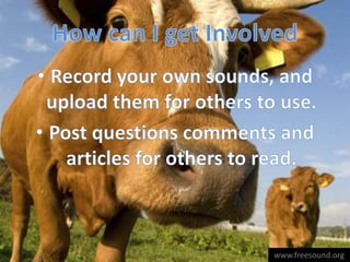 The Freesound Project