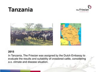 Tanzania
2015
In Tanzania, The Friesian was assigned by the Dutch Embassy to
evaluate the results and suitability of crossbred cattle, considering
a.o. climate and disease situation.
 