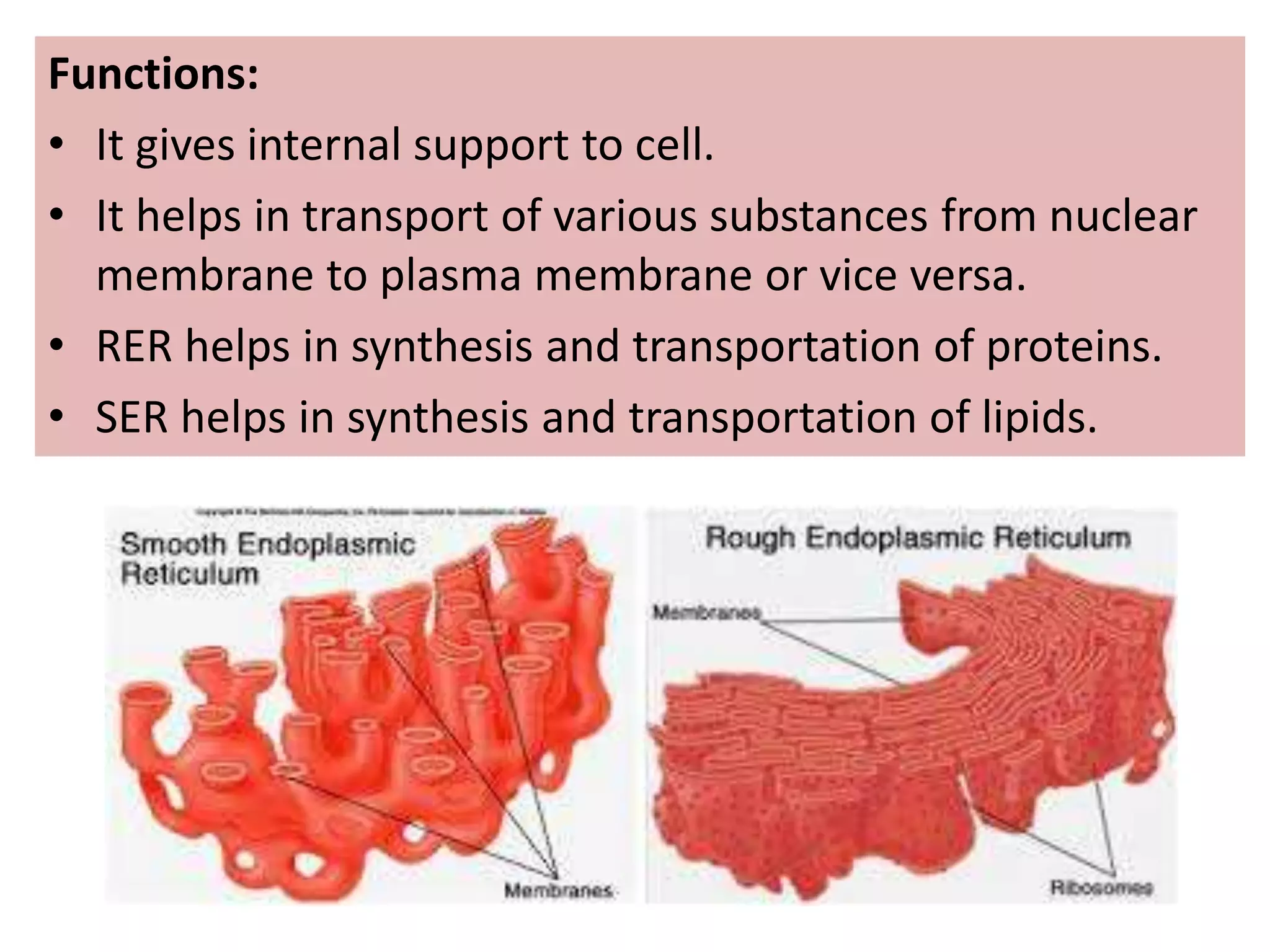 Functions:
• It gives internal support to cell.
• It helps in transport of various substances from nuclear
membrane to plasma membrane or vice versa.
• RER helps in synthesis and transportation of proteins.
• SER helps in synthesis and transportation of lipids.
 