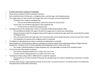 A nucleic acid strand is a polymer of nucleotides. Nucleic acids are polymers made of nucleotide monomers.  Each nucleotide consists of three parts: a nitrogenous base, a pentose sugar, and a phosphate group.  The nitrogen bases are rings of carbon and nitrogen that come in two types: purines and pyrimidines.  Pyrimidines have a single six-membered ring.  There are three different pyrimidines: cytosine (C), thymine (T), and uracil (U).  Purines have a six-membered ring joined to a five-membered ring.  The two purines are adenine (A) and guanine (G).  The pentose joined to the nitrogen base is ribose in nucleotides of RNA and deoxyribose in DNA.  The only difference between the sugars is the lack of an oxygen atom on carbon two in deoxyribose.  Because the atoms in both the nitrogenous base and the sugar are numbered, the sugar atoms have a prime after the number to distinguish them.  Thus, the second carbon in the sugar ring is the 2’ (2 prime) carbon and the carbon that sticks up from the ring is the 5’ carbon.  The combination of a pentose and a nitrogenous base is a nucleoside.  The addition of a phosphate group creates a nucleoside monophosphate or nucleotide.  Polynucleotides are synthesized when adjacent nucleotides are joined by covalent bonds called phosphodiester linkages that form between the —OH group on the 3’ of one nucleotide and the phosphate on the 5’ carbon of the next.  This creates a repeating backbone of sugar-phosphate units, with appendages consisting of the nitrogenous bases.  The two free ends of the polymer are distinct.  One end has a phosphate attached to a 5’ carbon; this is the 5’ end.  The other end has a hydroxyl group on a 3’ carbon; this is the 3’ end.  The sequence of bases along a DNA or mRNA polymer is unique for each gene.  Because genes are normally hundreds to thousands of nucleotides long, the number of possible base combinations is virtually limitless.  The linear order of bases in a gene specifies the order of amino acids—the primary structure—of a protein, which in turn determines three-dimensional conformation and function.  