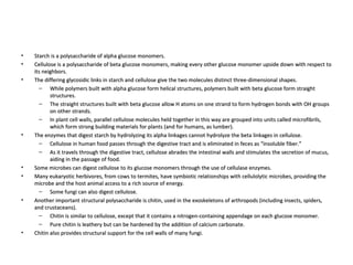 Starch is a polysaccharide of alpha glucose monomers.  Cellulose is a polysaccharide of beta glucose monomers, making every other glucose monomer upside down with respect to its neighbors.  The differing glycosidic links in starch and cellulose give the two molecules distinct three-dimensional shapes.  While polymers built with alpha glucose form helical structures, polymers built with beta glucose form straight structures.  The straight structures built with beta glucose allow H atoms on one strand to form hydrogen bonds with OH groups on other strands.  In plant cell walls, parallel cellulose molecules held together in this way are grouped into units called microfibrils, which form strong building materials for plants (and for humans, as lumber).  The enzymes that digest starch by hydrolyzing its alpha linkages cannot hydrolyze the beta linkages in cellulose.  Cellulose in human food passes through the digestive tract and is eliminated in feces as “insoluble fiber.”  As it travels through the digestive tract, cellulose abrades the intestinal walls and stimulates the secretion of mucus, aiding in the passage of food.  Some microbes can digest cellulose to its glucose monomers through the use of cellulase enzymes.  Many eukaryotic herbivores, from cows to termites, have symbiotic relationships with cellulolytic microbes, providing the microbe and the host animal access to a rich source of energy.  Some fungi can also digest cellulose.  Another important structural polysaccharide is chitin, used in the exoskeletons of arthropods (including insects, spiders, and crustaceans).  Chitin is similar to cellulose, except that it contains a nitrogen-containing appendage on each glucose monomer.  Pure chitin is leathery but can be hardened by the addition of calcium carbonate.  Chitin also provides structural support for the cell walls of many fungi.  