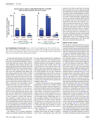 To determine the identity of the AFC, adult
CBA mice were thymectomized, subjected to a
heavy dose of total body irradiation, and pro-
tected with CBA bone marrow. After recovery
from irradiation, their immune function was
restored by an intravenous injection of normal
(CBAXC57BL)F1 thoracic duct lymphocytes (of
which 80 to 90% were found to be T cells).
They were then challenged with SRBCs and
their spleen assayed for the number of AFCs
against SRBCs. As expected, a normal AFC
response was found. Now the time was ripe
to determine whether the AFCs were derived
from T cells in thoracic duct lymph. Anti-CBA
serum reduced the number of AFCs by 86 to
96%, as expected, but anti-C57BL/6 serum
reduced it by only 0 to 12% (46) (Fig. 5B).
This work showed beyond a doubt and for
the first time that AFCs in mice, and pre-
sumably other mammals, are derived not
from T cells but from the bone marrow, and
they were now called B cells. It further showed
that B cells in many cases need help from
T cells to produce a normal AFC response.
This provided a cellular basis for the two
arms of the adaptive immune defense system,
and it suggested that the bone marrow served
as a bursa equivalent in mammalian species,
as was eventually found to be the case (47). It
also explained the existence of separate thymus-
dependent and thymus-independent areas in
the lymphoid tissues (48).
The existence of two distinct lymphocyte
subsets was initially regarded with skepticism
by many. Burnet questioned “the significance
of results obtained in such biological mon-
strosities as pure line mice thymectomized,
lethally-irradiated, and salvaged by injection
of bone marrow from another mouse” (49).
Good claimed to “have evidence that in the
rabbit, it [the bursa equivalent] resides in the
ilial lymphoid tissue and in the lymphoid tis-
sue of the appendix.” He was also “concerned
at separating thymus-derived from marrow-
derived cells” because the former “are in fact
marrow-derived cells” (50) despite the fact that,
as stated above, bone marrow was known to be
a source of stem cells for both the myeloid and
lymphoid systems (22).
Gowans, who had proven that recirculating
lymphocytes in the rat were capable of both
humoral and cellular immune responses (1)
and believed that the same cell could produce
both, stated: “Had it not been for Dr Miller’s
experiments, I would have assumed that a
single variety of small lymphocyte was in-
volved in each of our experiments…If we have
two cell types that are collaborating, then we
have specificity residing in two cell lines, one
thymus derived, the other marrow derived.
The problem is to bring these two cell lines
together. Does this necessity for the two cells
to find each other raise problems? It seems
an inefficient mechanism if it rests only on
chance contacts” (51).
The culmination of these immunological
findings made during the 1960s is summar-
ized in Fig. 6. Hemopoietic stem cells, first
arising in the yolk sac and then in the fetal
liver and adult bone marrow, migrate through
the bloodstream to various myeloid and lymph-
oid organs, where the differentiation to mature
cells is dictated by the microenvironment of
the tissue in which they lodge. Lymphoid stem
cells in the thymus undergo differentiation
to eventually become immunocompetent T
lymphocytes that leave the thymus, recir-
culate through the blood into the “thymus-
dependent” areas of the lymphoid tissues,
and exit into the lymph to return to the blood
through the thoracic duct. They are responsi-
ble for cellular immunity. B cells are gener-
ated in the bone marrow in mammals, or in
the bursa of Fabricius in birds, and eventually
migrate through the bloodstream to “thymus-
independent” areas of the lymphoid tissues.
Some also recirculate like T cells. These cells
take part in humoral immunity (52).
Impetus for later research
The discovery of thymus function has had a
tremendous impact on further immunological
research. Distinct thymus epithelial cells were
described in detail (53), thymic lymphoid stem
cells were characterized (54), and major events
in thymus T lymphocyte differentiation were
mapped (55). How the thymus induces self-
tolerance was shown to occur within the thy-
mus through negative selection (56) and
through the activity of the transcription fac-
tor AIRE (57). Both T and B cells are subjected
to several checkpoints during their differen-
tiation from precursor stem cells to ensure
that useless cells or cells with self-reacting
receptors are deleted. Different apoptotic mech-
anisms purge these cells (58), and failure of
apoptosis leads to autoimmunity (59). T cells
escaping thymus censorship could be made
tolerant in the peripheral lymphoid tissues
(60, 61) and deleted by a Bcl-2–inhibitable
pathway (62). Many T cell subsets in the thy-
mus and in the periphery were identified and
their activities determined, notably CD4 helper
cells, CD8 cytotoxic cells (63), and CD4 regu-
latory T cells inducing suppression of inflam-
mation and of other immune responses (64, 65).
Cytokines or lymphokines generated within
the thymus and produced by various T cell
subsets were shown to exert substantial bio-
logical effects in immune responses (66). Cells
essential for antigen presentation to T cells
were discovered (67), and it was shown that
T cells required two signals for activation (68).
T cells were found to be essential to allow B
cells to switch from immunoglobulin M (IgM)
to IgG antibody (69, 70). It became evident
that T cells, unlike B cells, do not perceive un-
processed antigenic determinants but rather
short peptide fragments (71) in association
with major histocompatibility complex (MHC)
molecules (72). This MHC restriction was shown
to reflect an intrathymic positive selection (73)
Miller, Science 369, eaba2429 (2020) 31 July 2020 5 of 8
Fig. 5. Identification of T and B cells. Shown is anti–H-2 serum identification of AFCs in NTx CBA mice
(A) or adult thymectomized, irradiated, and bone marrow–protected CBA mice (B) reconstituted with thymus
cells or thoracic duct lymphocytes. NMS, normal mouse serum; a, anti. Each group consists of spleens from
three to six mice. [Data are from references (45) and (46)]
RESEARCH | REVIEW
on
August
14,
2021
http://science.sciencemag.org/
Downloaded
from
 