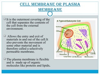 CELL mEmbranE or PLasma
mEmbranE
 It is the outermost covering of the
cell that separates the contents of
the cell from the external
environment.
 Allows the entry and exit of
materials in and out of the cell.It
also prevents the movement of
some other material and is
therefore called a selectively
permeable membrane.
 The plasma membrane is flexible
and is made up of organic
molecules like proteins and lipids.
 