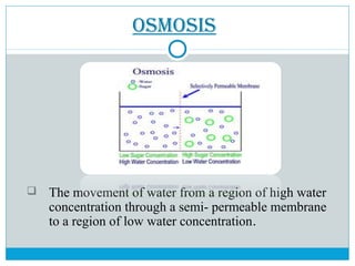 osmosIs
 The movement of water from a region of high water
concentration through a semi- permeable membrane
to a region of low water concentration.
 