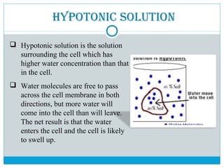 HyPotonIC soLUtIon
 Hypotonic solution is the solution
surrounding the cell which has
higher water concentration than that
in the cell.
 Water molecules are free to pass
across the cell membrane in both
directions, but more water will
come into the cell than will leave.
The net result is that the water
enters the cell and the cell is likely
to swell up.
 