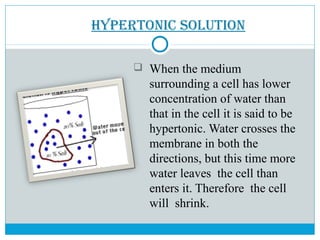 HyPErtonIC soLUtIon
 When the medium
surrounding a cell has lower
concentration of water than
that in the cell it is said to be
hypertonic. Water crosses the
membrane in both the
directions, but this time more
water leaves the cell than
enters it. Therefore the cell
will shrink.
 