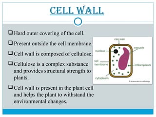 Cell wall
Hard outer covering of the cell.
Present outside the cell membrane.
Cell wall is composed of cellulose.
Cellulose is a complex substance
and provides structural strength to
plants.
Cell wall is present in the plant cell
and helps the plant to withstand the
environmental changes.
 