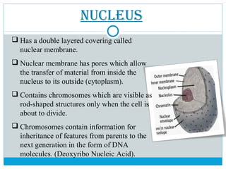 NuCleus
 Has a double layered covering called
nuclear membrane.
 Nuclear membrane has pores which allow
the transfer of material from inside the
nucleus to its outside (cytoplasm).
 Contains chromosomes which are visible as
rod-shaped structures only when the cell is
about to divide.
 Chromosomes contain information for
inheritance of features from parents to the
next generation in the form of DNA
molecules. (Deoxyribo Nucleic Acid).
 