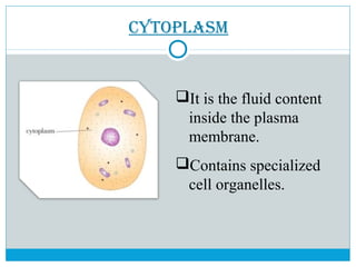 CytoPlasm
It is the fluid content
inside the plasma
membrane.
Contains specialized
cell organelles.
 