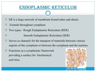 eNdoPlasmiC retiCulum
 ER is a large network of membrane bound tubes and sheets.
 Extends throughout cytoplasm
 Two types - Rough Endoplasmic Reticulum (RER)
 Smooth Endoplasmic Reticulum (SER)
 Serves as channels for the transport of materials between various
regions of the cytoplasm or between the cytoplasm and the nucleus.
 Functions as a cytoplasmic framework
providing a surface for biochemical
activities.
 