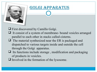 golgi aPParatus
 First discovered by Camillo Golgi.
 It consist of a system of membrane- bound vesicles arranged
parallel to each other in stacks called cisterns.
 The material synthesized near the ER is packaged and
dispatched to various targets inside and outside the cell
through the Golgi apparatus.
 Its functions include storage , modification and packaging
of products in vesicles.
 Involved in the formation of the lysosome.
 