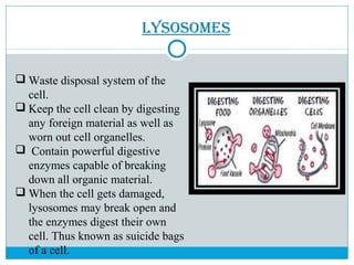 lysosomes
 Waste disposal system of the
cell.
 Keep the cell clean by digesting
any foreign material as well as
worn out cell organelles.
 Contain powerful digestive
enzymes capable of breaking
down all organic material.
 When the cell gets damaged,
lysosomes may break open and
the enzymes digest their own
cell. Thus known as suicide bags
of a cell.
 