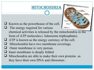 Mitochondria
 Known as the powerhouse of the cell.
 The energy required for various
chemical activities is released by the mitochondria in the
form of ATP molecules.( Adenosine triphosphate).
 ATP is known as the energy currency of the cell.
 Mitochondria have two membrane coverings.
 Outer membrane is very porous.
 Inner membrane is deeply folded.
 Mitochondria are able to make their own proteins as
they have their own DNA and ribosomes .
 