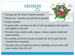 Vacuoles
 Storage sac for solid or liquid contents.
 Small size vacuoles are present in animals.
 Large in plants.
 In plant cells, vacuoles are full of cell sap and provide turgidity
and rigidity to the cell.
 Vacuoles store amino acids, sugars, various organic acids and
some proteins.
 In Amoeba, the food vacuole contains the food items that the
Amoeba has consumed.
 Vacuoles play an important role in expelling excess water and
some wastes from the cell.
 