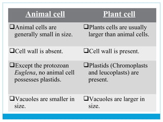 Animal cell Plant cell
Animal cells are
generally small in size.
Plants cells are usually
larger than animal cells.
Cell wall is absent. Cell wall is present.
Except the protozoan
Euglena, no animal cell
possesses plastids.
Plastids (Chromoplasts
and leucoplasts) are
present.
Vacuoles are smaller in
size.
Vacuoles are larger in
size.
 