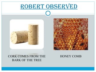 ROBERT OBSERVED
CORK COMES FROM THE
BARK OF THE TREE
HONEY COMB
 