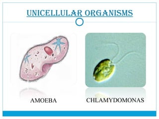 UNICELLULAR ORGANISMS
AMOEBA CHLAMYDOMONAS
 
