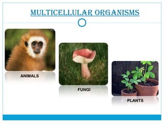 MULTICELLULAR ORGANISMS
ANIMALS
PLANTS
FUNGI
 