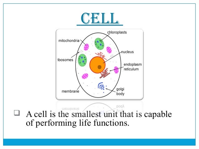 The Smallest Unit Of Life Is Called The fundamental unit of life