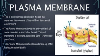 PLASMA MEMBRANE
• This is the outermost covering of the cell that
separates the contents of the cell from its external
environment.
• The Plasma Membrane allows the entry and exit of
some materials in and out of the cell. The cell
membrane is therefore, called the Semi – Permeable
Membrane.
• The Plasma Membrane is flexible and made up of fat
molecules called Lipids.
 