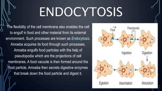 ENDOCYTOSIS
The flexibility of the cell membrane also enables the cell
to engulf in food and other material from its external
environment. Such processes are known as Endocytosis.
Amoeba acquires its food through such processes.
Amoeba engulfs food particles with the help of
pseudopodia which are the projections of cell
membranes. A food vacuole is then formed around the
food particle. Amoeba then secrets digestive enzymes
that break down the food particle and digest it.
 
