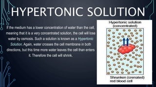 HYPERTONIC SOLUTION
If the medium has a lower concentration of water than the cell,
meaning that it is a very concentrated solution, the cell will lose
water by osmosis. Such a solution is known as a Hypertonic
Solution. Again, water crosses the cell membrane in both
directions, but this time more water leaves the cell than enters
it. Therefore the cell will shrink.
 
