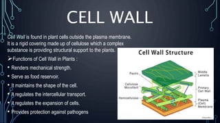 CELL WALL
Cell Wall is found in plant cells outside the plasma membrane.
It is a rigid covering made up of cellulose which a complex
substance is providing structural support to the plants.
Functions of Cell Wall in Plants :
• Renders mechanical strength.
• Serve as food reservoir.
• It maintains the shape of the cell.
• It regulates the intercellular transport.
• It regulates the expansion of cells.
• Provides protection against pathogens
 