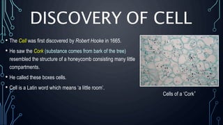 DISCOVERY OF CELL
• The Cell was first discovered by Robert Hooke in 1665.
• He saw the Cork (substance comes from bark of the tree)
resembled the structure of a honeycomb consisting many little
compartments.
• He called these boxes cells.
• Cell is a Latin word which means ‘a little room’.
Cells of a ‘Cork’
 