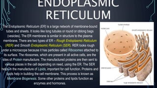 ENDOPLASMIC
RETICULUM
The Endoplasmic Reticulum (ER) is a large network of membrane-bound
tubes and sheets. It looks like long tubules or round or oblong bags
(vesicles). The ER membrane is similar in structure to the plasma
membrane. There are two types of ER – Rough Endoplasmic Reticulum
(RER) and Smooth Endoplasmic Reticulum (SER). RER looks rough
under a microscope because it has particles called Ribosomes attached to
its surface. The ribosomes, which are present in all active cells, are the
sites of Protein manufacture. The manufactured proteins are then sent to
various places in the cell depending on need, using the ER. The SER
helps in the manufacture of Lipids, important for cell function. Proteins and
lipids help in building the cell membrane. This process is known as
Membrane Biogenesis. Some other proteins and lipids function as
enzymes and hormones.
 