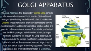 GOLGI APPARATUS
The Golgi Apparatus, first described by Camillo Golgi, consists
of a system of membrane-bound vesicles (flattened sacs)
arranged approximately parallel to each other in stacks called
Cisterns. These membranes often have connections with the
membranes of ER and therefore constitute another portion of a
complex cellular membrane system. The material synthesized
near the ER is packaged and dispatched to various targets
inside and outside the cell through the Golgi apparatus. Its
functions include the storage, modification and packaging of
products in vesicles. In some cases, complex sugars may be
made from simple sugars in the Golgi apparatus. The Golgi
apparatus is also involved in the formation of Lysosomes.
 