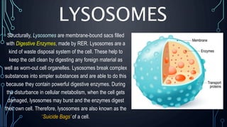 LYSOSOMES
Structurally, Lysosomes are membrane-bound sacs filled
with Digestive Enzymes, made by RER. Lysosomes are a
kind of waste disposal system of the cell. These help to
keep the cell clean by digesting any foreign material as
well as worn-out cell organelles. Lysosomes break complex
substances into simpler substances and are able to do this
because they contain powerful digestive enzymes. During
the disturbance in cellular metabolism, when the cell gets
damaged, lysosomes may burst and the enzymes digest
their own cell. Therefore, lysosomes are also known as the
‘Suicide Bags’ of a cell.
 