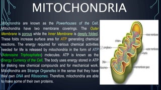 MITOCHONDRIA
Mitochondria are known as the Powerhouses of the Cell.
Mitochondria have two membrane coverings. The Outer
Membrane is porous while the Inner Membrane is deeply folded.
These folds increase surface area for ATP generating chemical
reactions. The energy required for various chemical activities
needed for life is released by mitochondria in the form of ATP
(Adenosine Triphosphates) molecules. ATP is known as the
Energy Currency of the Cell. The body uses energy stored in ATP
for making new chemical compounds and for mechanical work.
Mitochondria are Strange Organelles in the sense that they have
their own DNA and Ribosomes. Therefore, mitochondria are able
to make some of their own proteins.
 