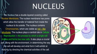 NUCLEUS
The Nucleus has a double layered covering called
Nuclear Membrane. The nuclear membrane has pores
which allow the transfer of material from inside the
nucleus to its outside. The nucleus contains
Chromosomes, which are visible as rod – like
structures. The nucleus plays a central role in Cellular
Reproduction – the process by which a single cell
divides and forms two new cells. It also plays a crucial
part, along with the environment, in determining the way
the cell will develop and what form it will exhibit at
maturity, by directing the chemical activities of the cell.
 