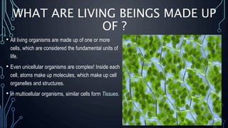 WHAT ARE LIVING BEINGS MADE UP
OF ?
• All living organisms are made up of one or more
cells, which are considered the fundamental units of
life.
• Even unicellular organisms are complex! Inside each
cell, atoms make up molecules, which make up cell
organelles and structures.
• In multicellular organisms, similar cells form Tissues.
 