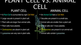 PLANT CELL VS. ANIMAL
CELL
PLANT CELL
• A Plant Cell is surrounded by rigid Cell Wall.
• Large vacuole is present in plant cell.
• Plant cells are larger than animal cells.
• Plant cells have plastids.
• Centrosomes are absent in plant cell.
• Lysosomes are very rare in plant cells.
ANIMAL CELL
• An Animal Cell lack a Cell Wall.
• Vacuoles are present in a small size.
• Animal cells are smaller than a plant cell.
• Animal cells don’ t have plastids.
• Centrosomes are present in an animal cell.
• Animal cells contain Lysosomes.
 
