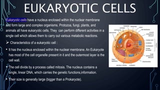 EUKARYOTIC CELLS
Eukaryotic cells have a nucleus enclosed within the nuclear membrane
and form large and complex organisms. Protozoa, fungi, plants, and
animals all have eukaryotic cells. They can perform different activities in a
single cell which allows them to carry out various metabolic reactions.
 Characteristics of a eukaryotic cell :
• It has the nucleus enclosed within the nuclear membrane. An Eukaryote
has most of the cell organelle present in it and the outermost layer is the
cell wall.
• The cell divide by a process called mitosis. The nucleus contains a
single, linear DNA, which carries the genetic functions,information.
• Their size is generally large (bigger than a Prokaryote).
 