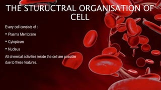 THE STURUCTRAL ORGANISATION OF
CELL
Every cell consists of :
• Plasma Membrane
• Cytoplasm
• Nucleus
All chemical activities inside the cell are possible
due to these features.
 
